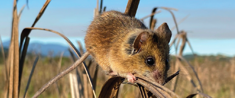 What Is A Salt Marsh Harvest Mouse